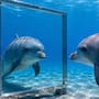 ¿Sabías que el delfín es uno de los pocos animales que se reconoce a sí mismo en un espejo?