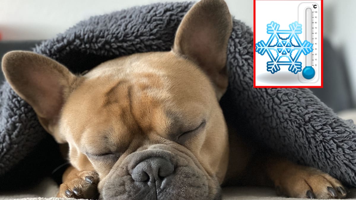 El frío también afecta a las mascotas: lanzan llamado a protegerlas en Mexicali