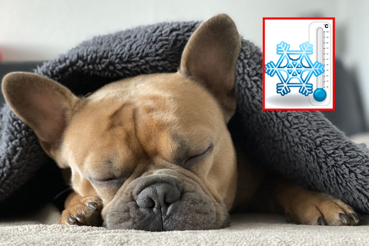 El frío también afecta a las mascotas: lanzan llamado a protegerlas en Mexicali