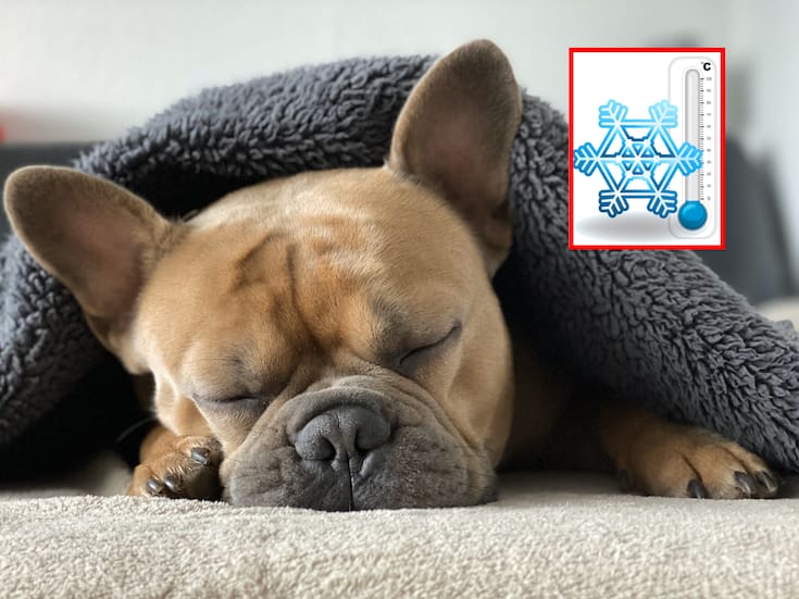 El frío también afecta a las mascotas: lanzan llamado a protegerlas en Mexicali