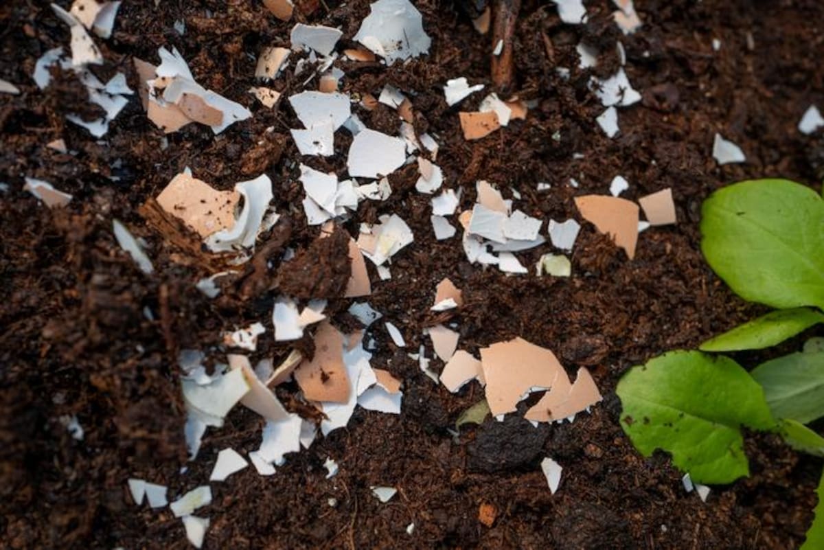 Colocar cascarones en la tierra y plantas contribuye a su mejor desarrollo. | Especial GH