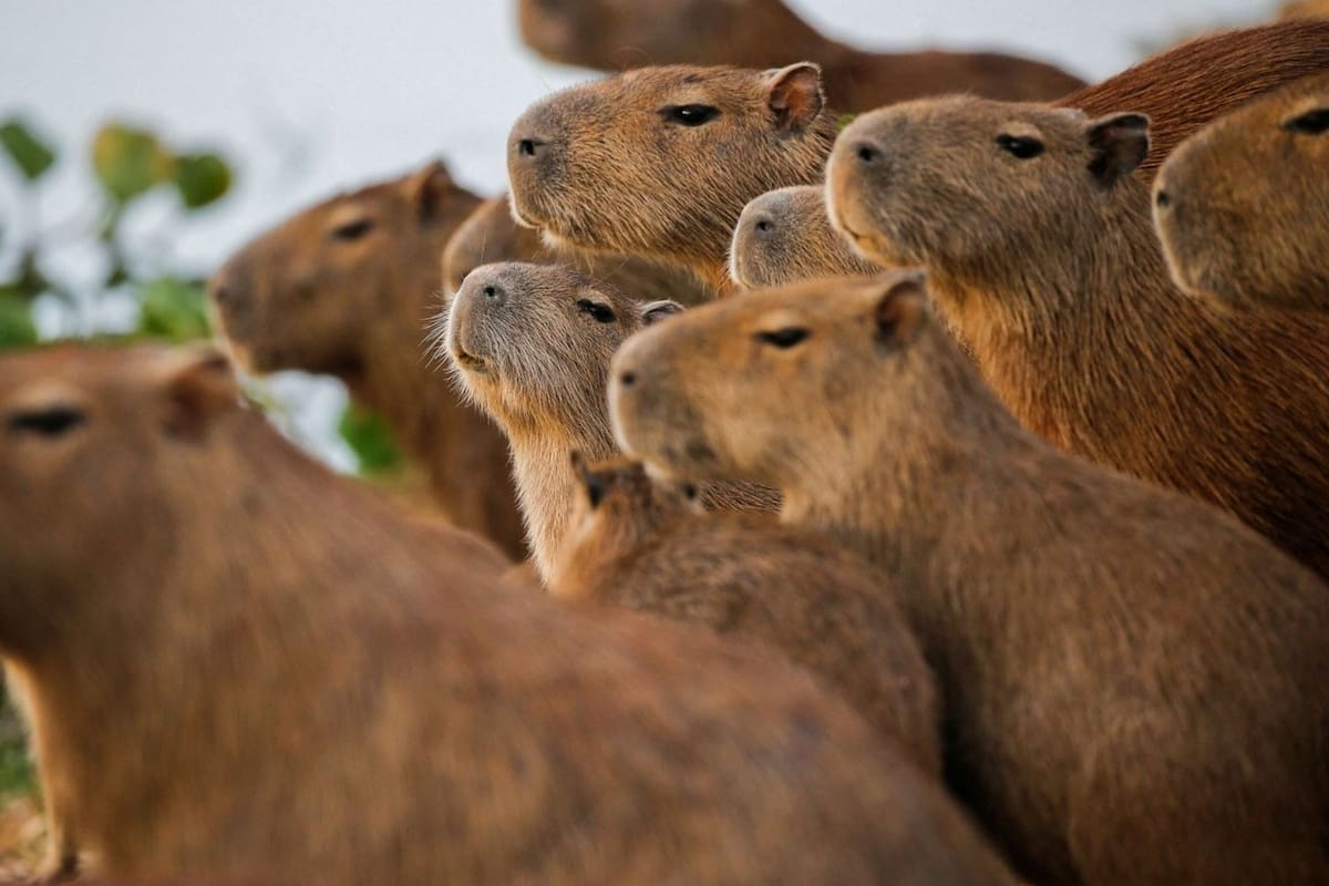 VIDEO: Capibaras desfilando en brasilia dejan a todos boquiabiertos