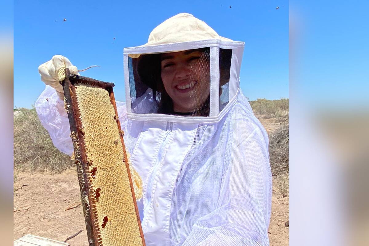 Apicultores aseguran que los apiarios se redujeron en un 50% debido a la sequía en Sonora