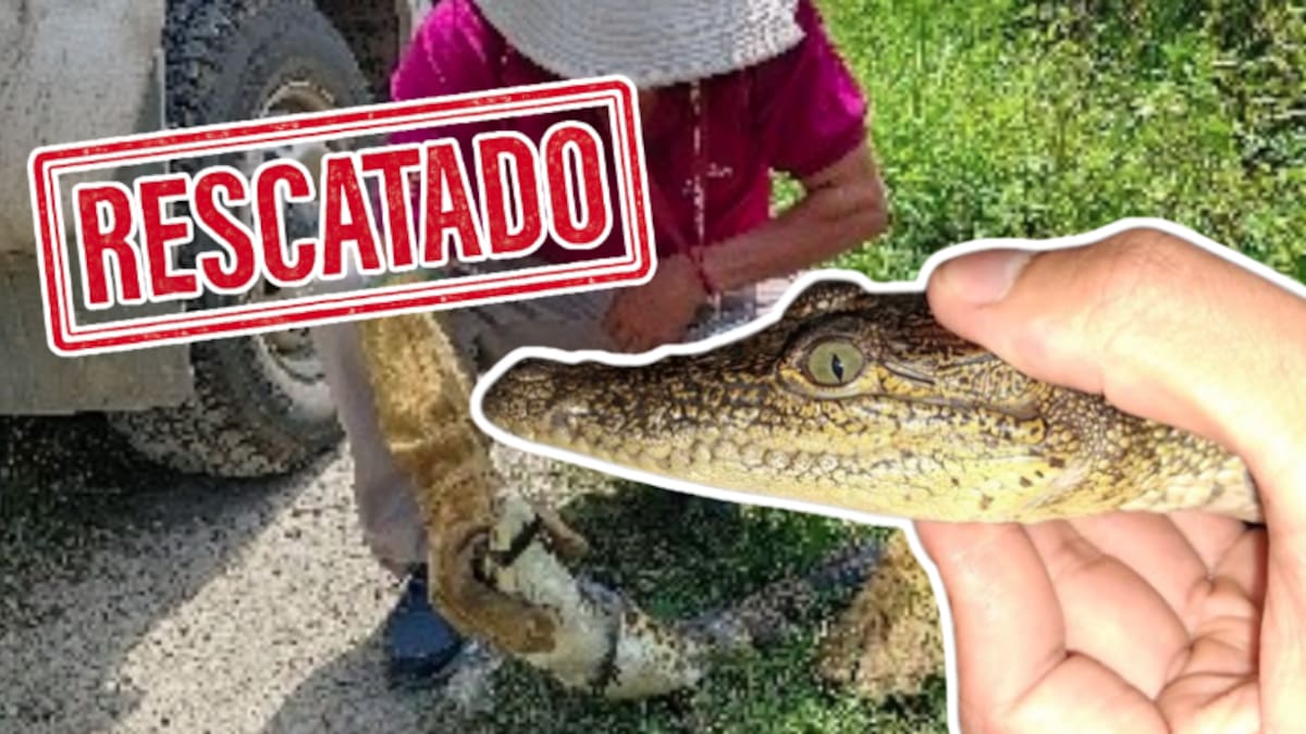 Vivo y libre: cocodrilo capturado en zona habitacional fue liberado en humedal internacional de San Luis Potosí