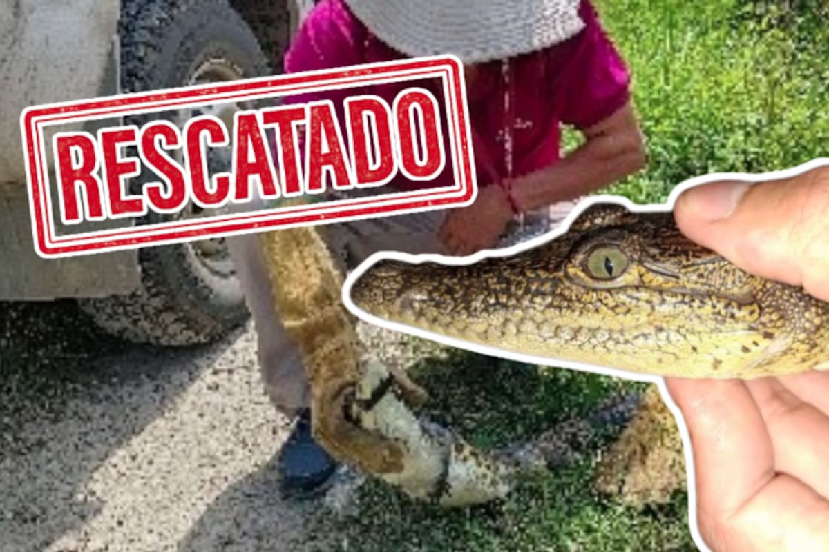 Vivo y libre: cocodrilo capturado en zona habitacional fue liberado en humedal internacional de San Luis Potosí