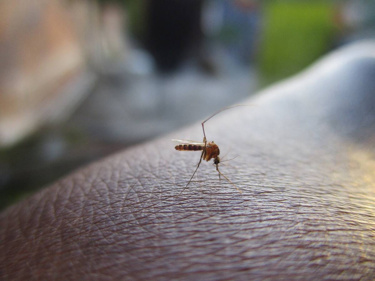 El aumento de temperaturas aumenta la aparición de mosquitos.