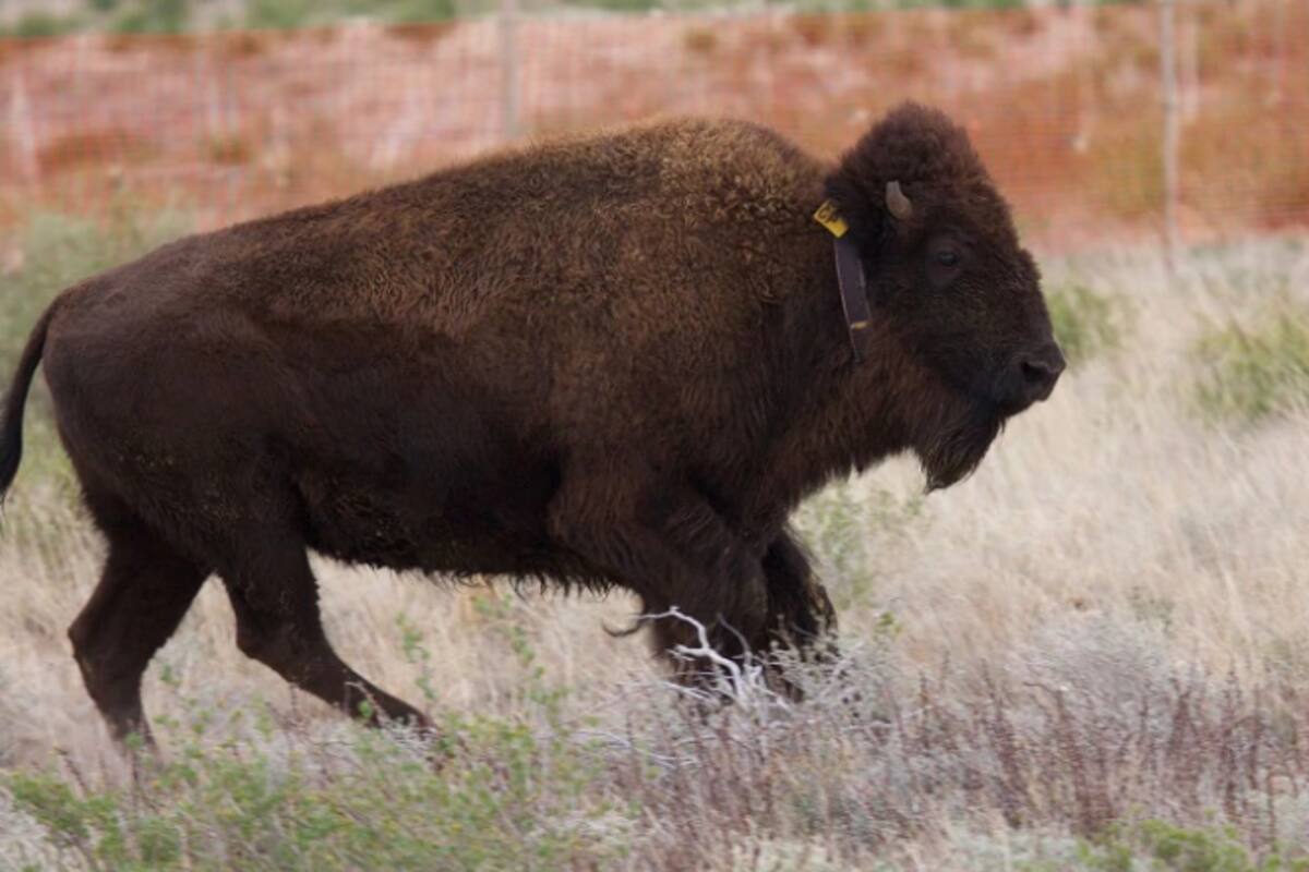 Bisonte americano regresa al Norte de México