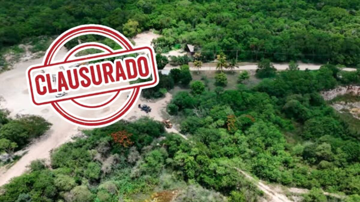 Profepa clausura predio por destrucción ilegal de selva: operaban sin permiso en 17 hectáreas