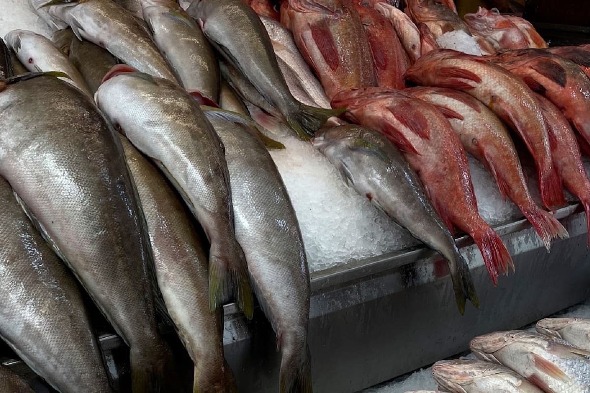 Incertidumbre en la exportación de especies marinas a EE.UU: Canainpesca