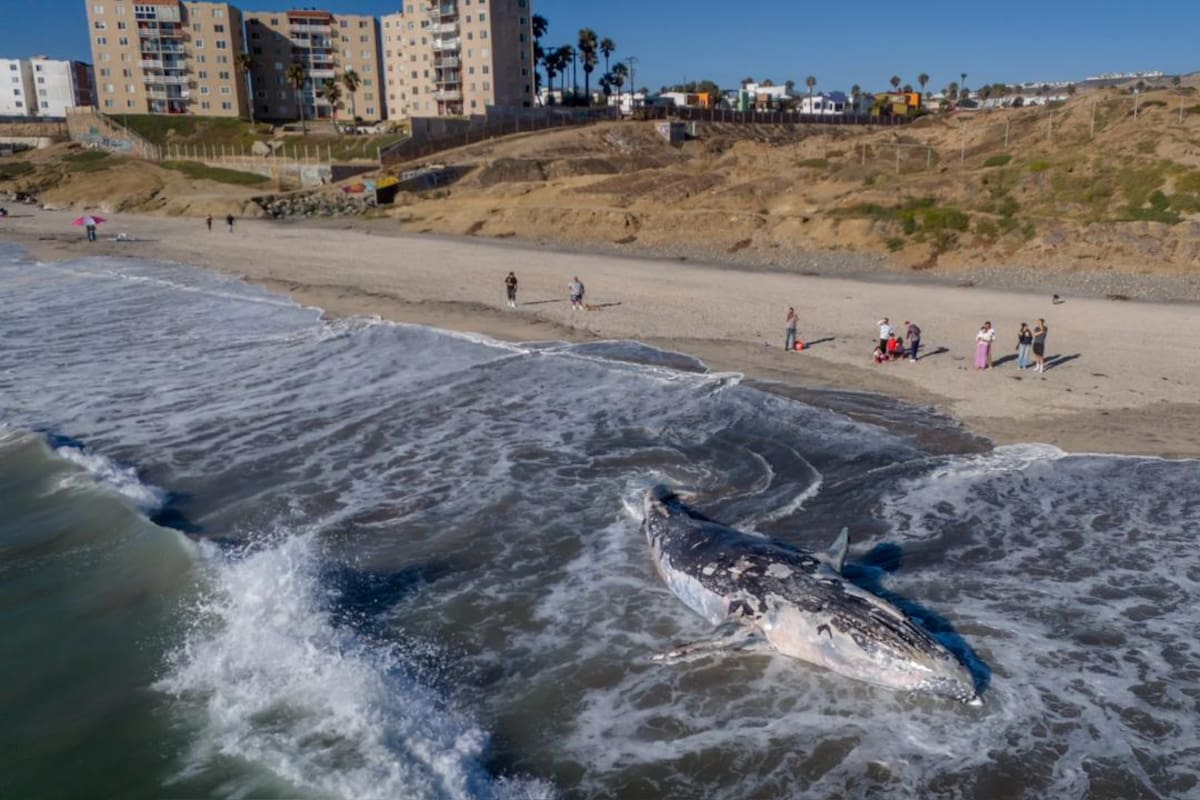 Aparece ballena en Playas de Tijuana