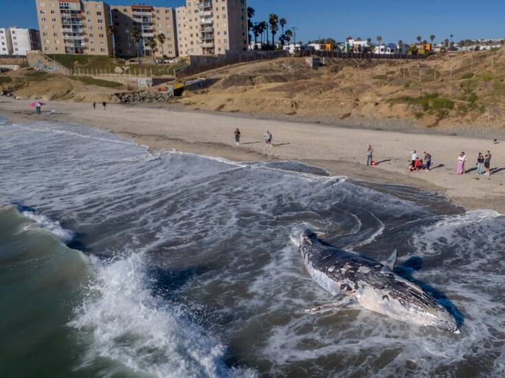 Aparece ballena en Playas de Tijuana