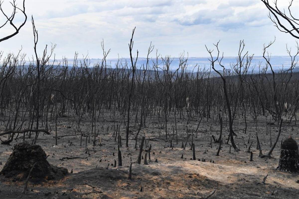 Megaincendios superan ‘toda capacidad de extinción’: Expertos