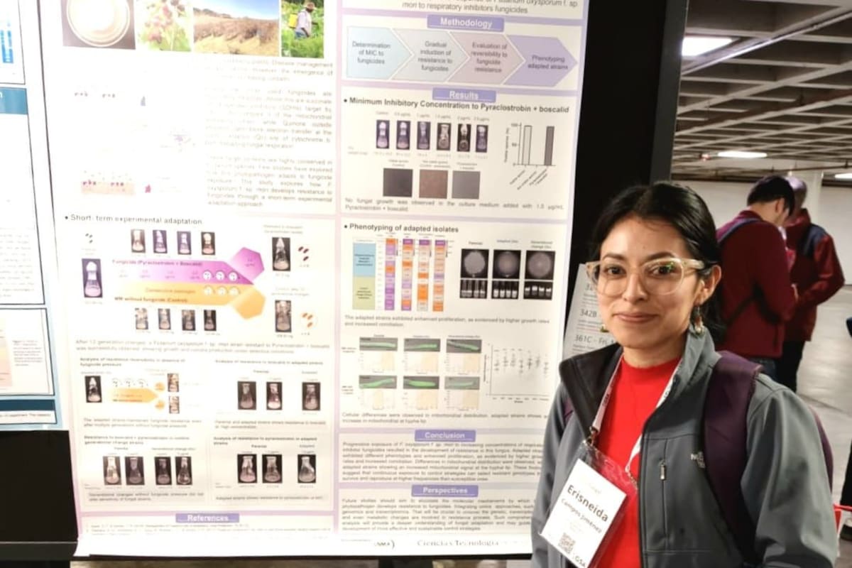 Estudiante del Cicese investiga hongo que afecta cultivo de zarzamora