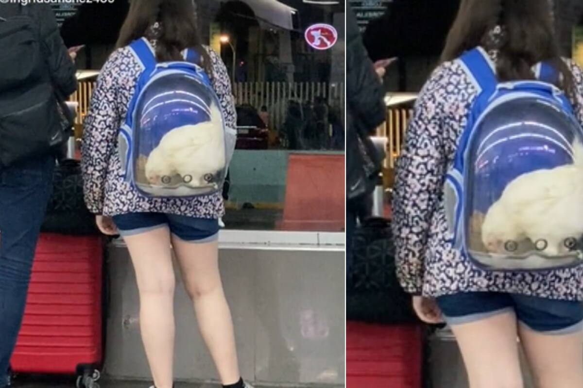 VIDEO: Captan a joven llevando una gallina en su mochila