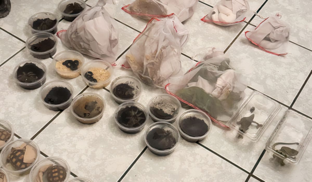 Ejemplares de vida silvestre asegurados en operativo. / PROFEPA.