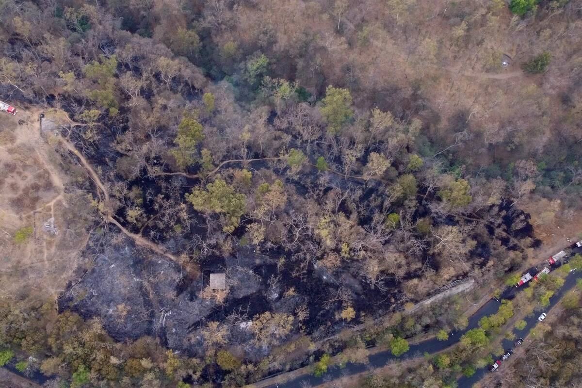 Incendio en Bosque de Chapultepec de Ciudad de México afecta 2.8 hectáreas