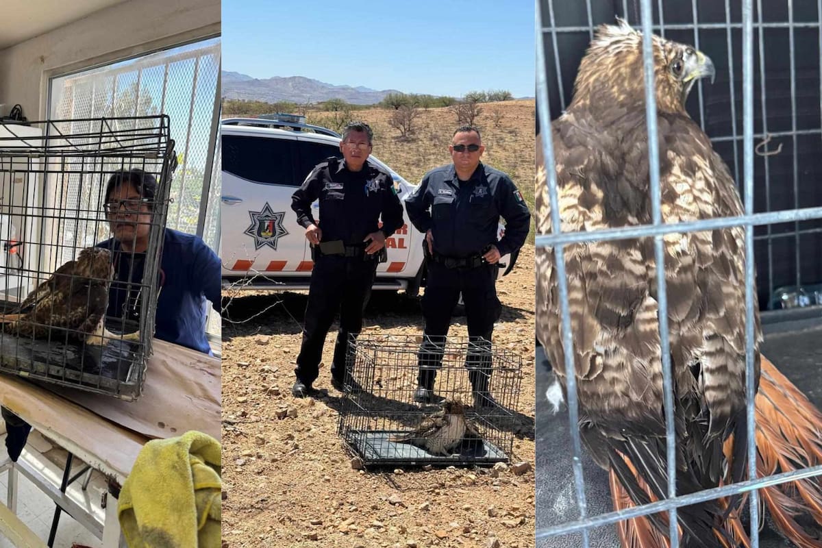 Águila es rescatada y después liberada en Nogales