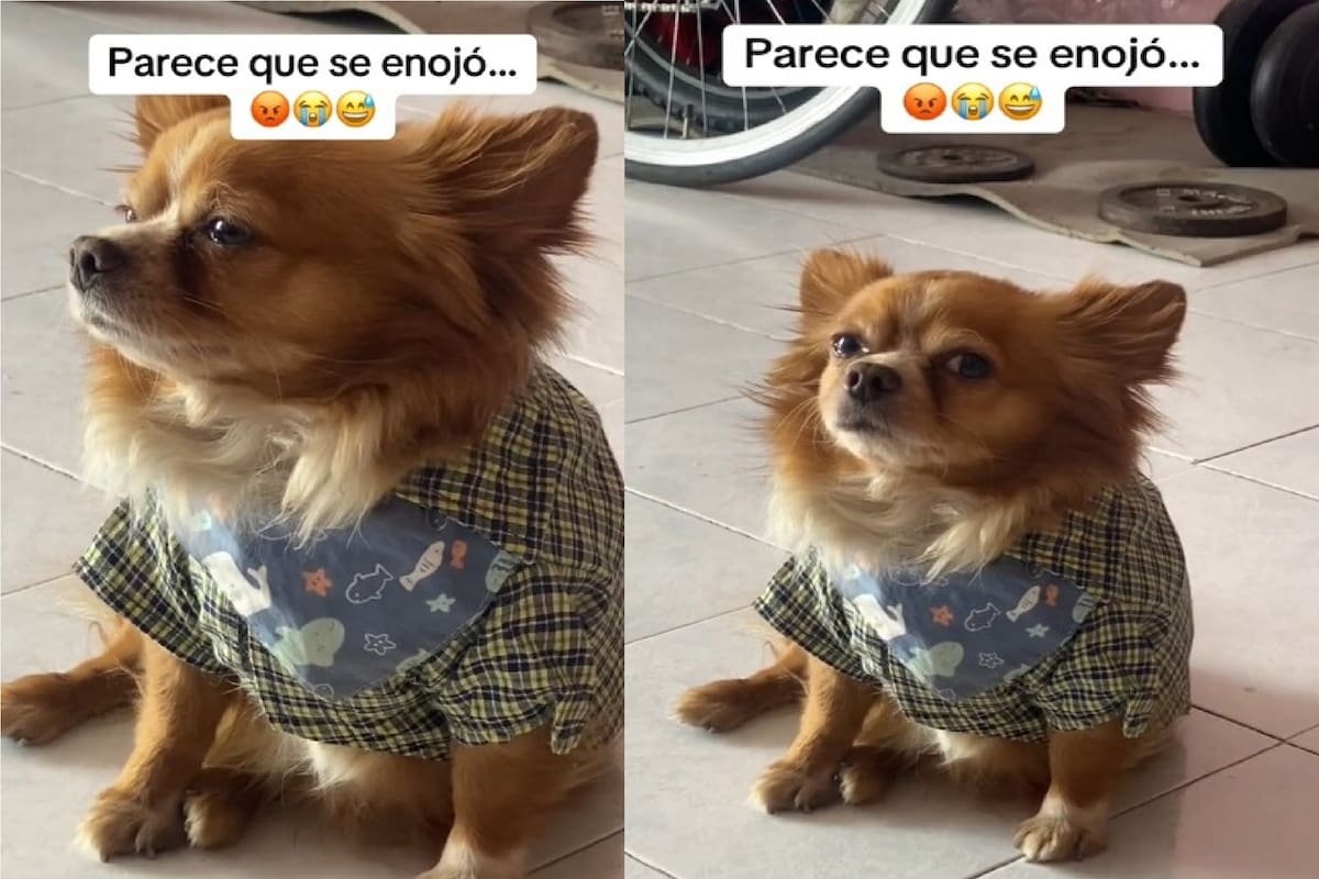VIDEO: Perrito se enoja por su atuendo y se vuelve viral