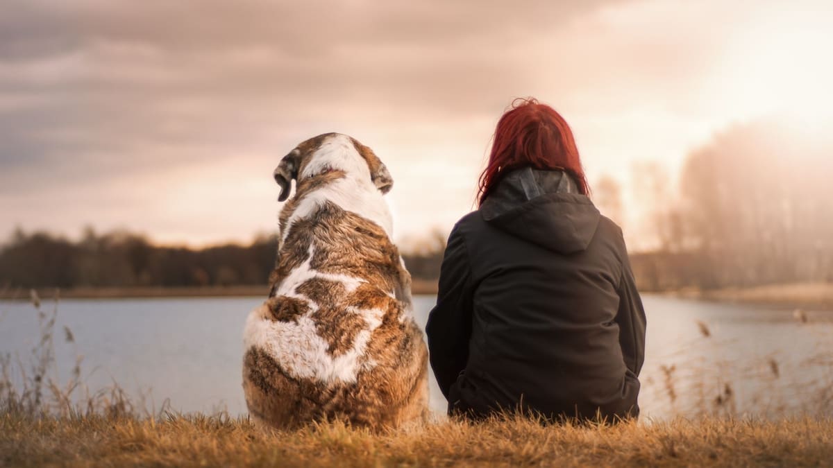 Por qué algunos perros aprenden palabras al escuchar conversaciones humanas y por qué esta habilidad no se presenta en todos los casos | Foto: Especial (canva)
