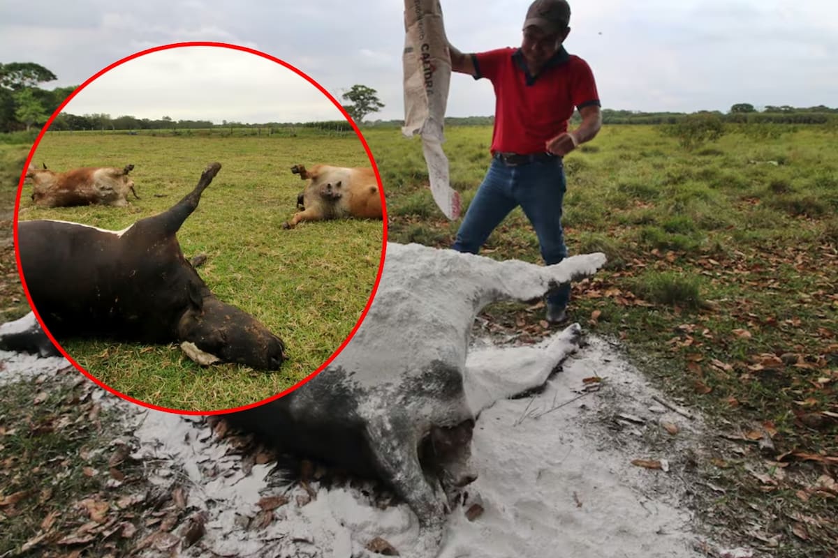 Reportan muerte masiva de 600 reses en Tabasco, ¿Qué ha pasado? Temen pérdidas millonarios