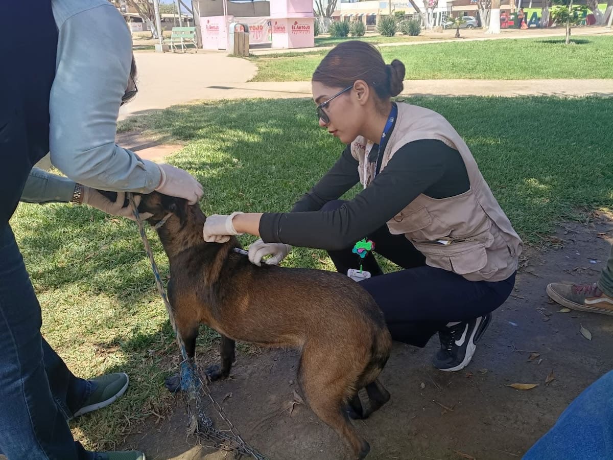 Autoridades de salud mantienen vigilancia permanente contra la enfermedad; este año han aplicado más de 20 mil vacunas antirrábicas y realizado más de 7 mil tratamientos para el control de garrapatas en mascotas. Foto: Cortesía