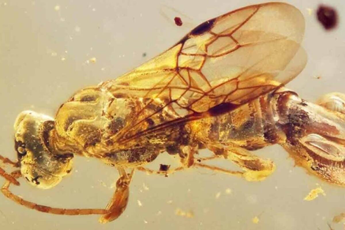 Hallan avispa prehistórica atrapada en ámbar de hace 99 millones de años: tenía un método de caza nunca antes visto