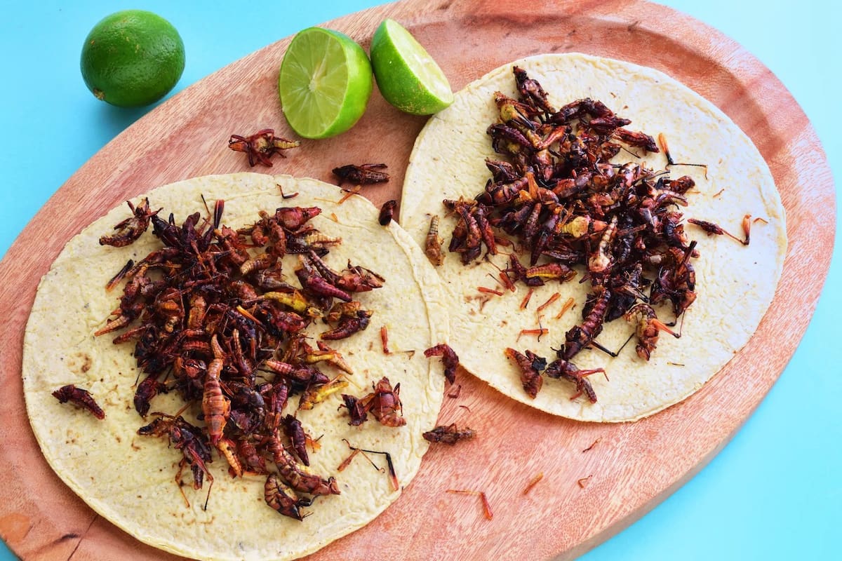 Comer insectos: ¿moda, solución ambiental o locura?