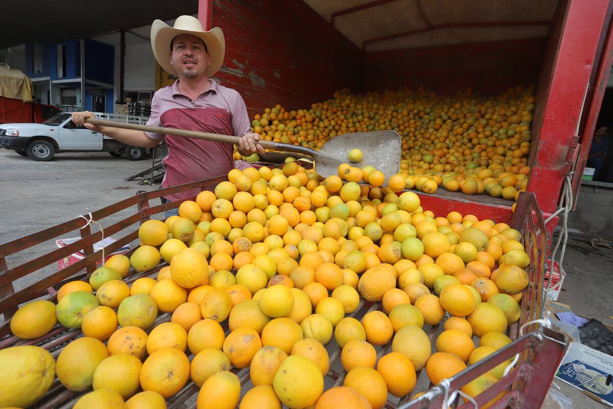 Economía y agricultura: Crece exportación de naranja de Sonora