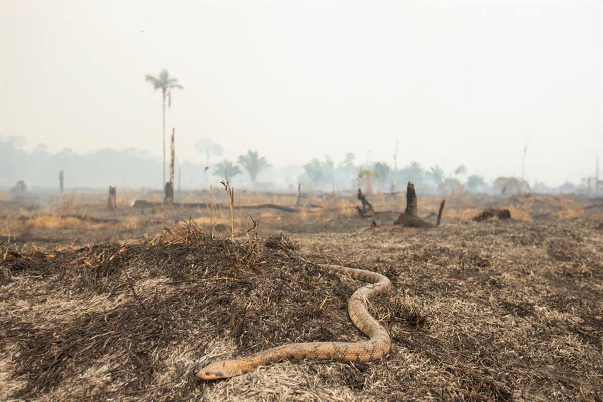 Amazonía: Estampida de animales y silencio en la selva