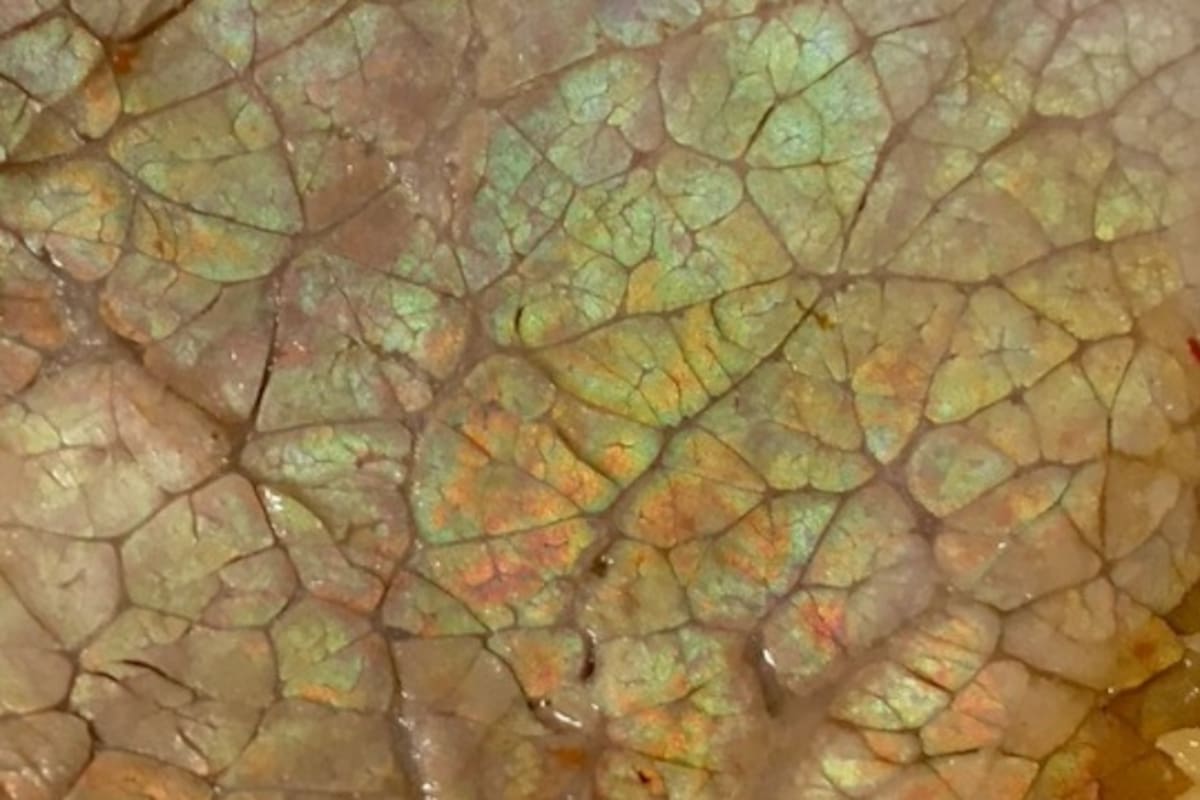 Qué es la capa color arcoíris que a veces tiene la carne