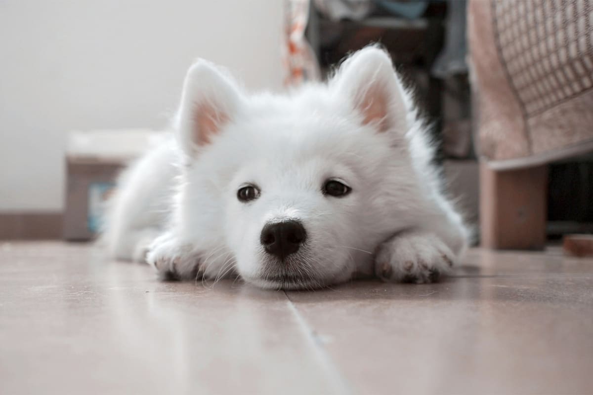 Recomendaciones para que perros no sufran por pirotecnia