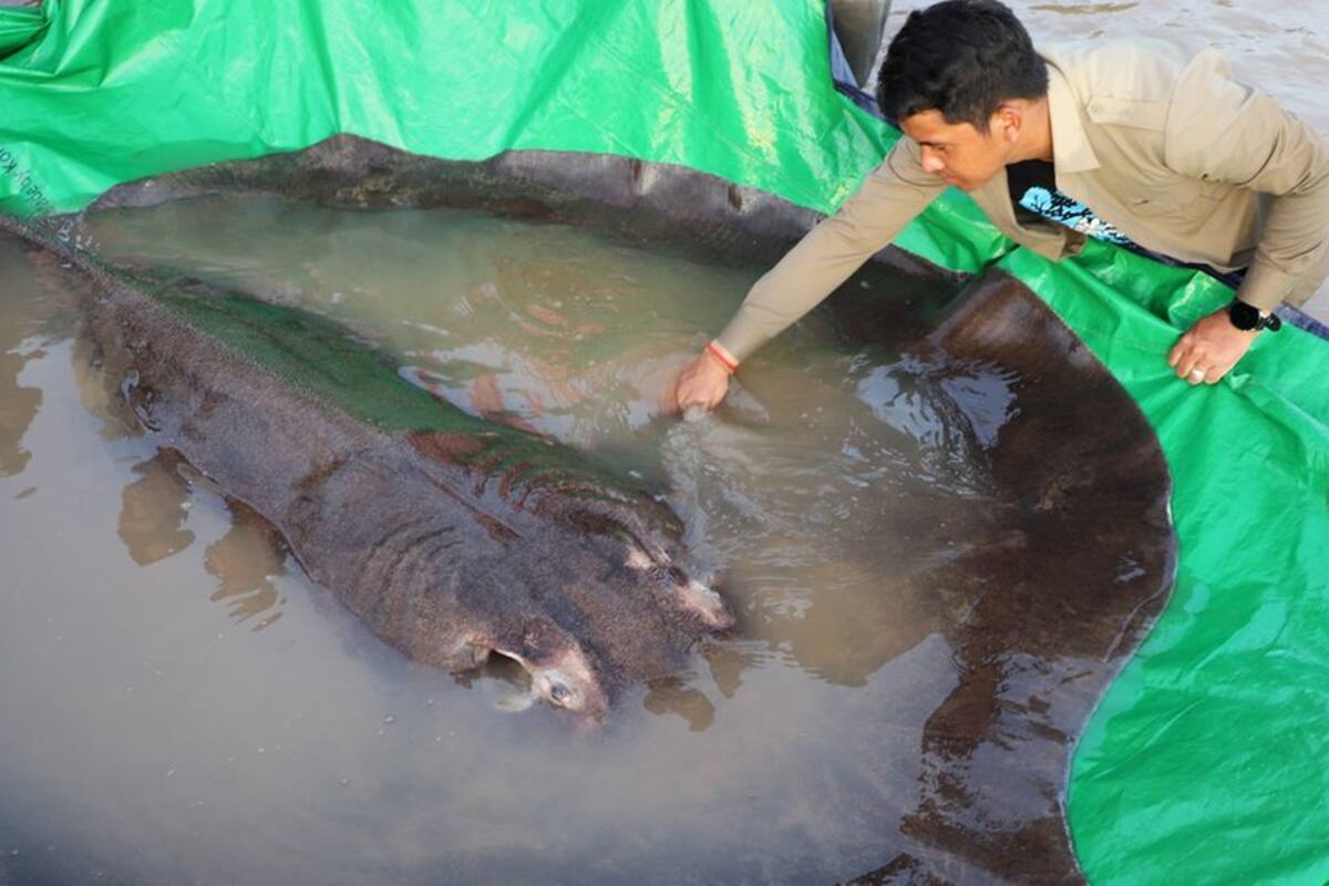 Descubren el pez de agua dulce más grande del mundo: una raya de 300 kilos