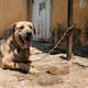 Golpe de calor en perros: síntomas y qué hacer en Tijuana