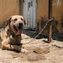 Aumentan casos de golpe de calor en perros en Tijuana: estos son los síntomas y qué hacer