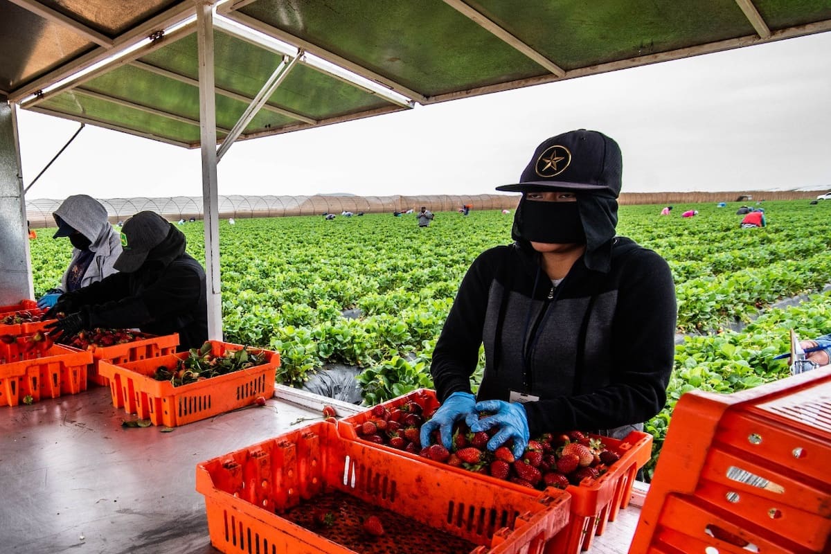 Cultivo de fresa lidera cosechas en la Zona Costa