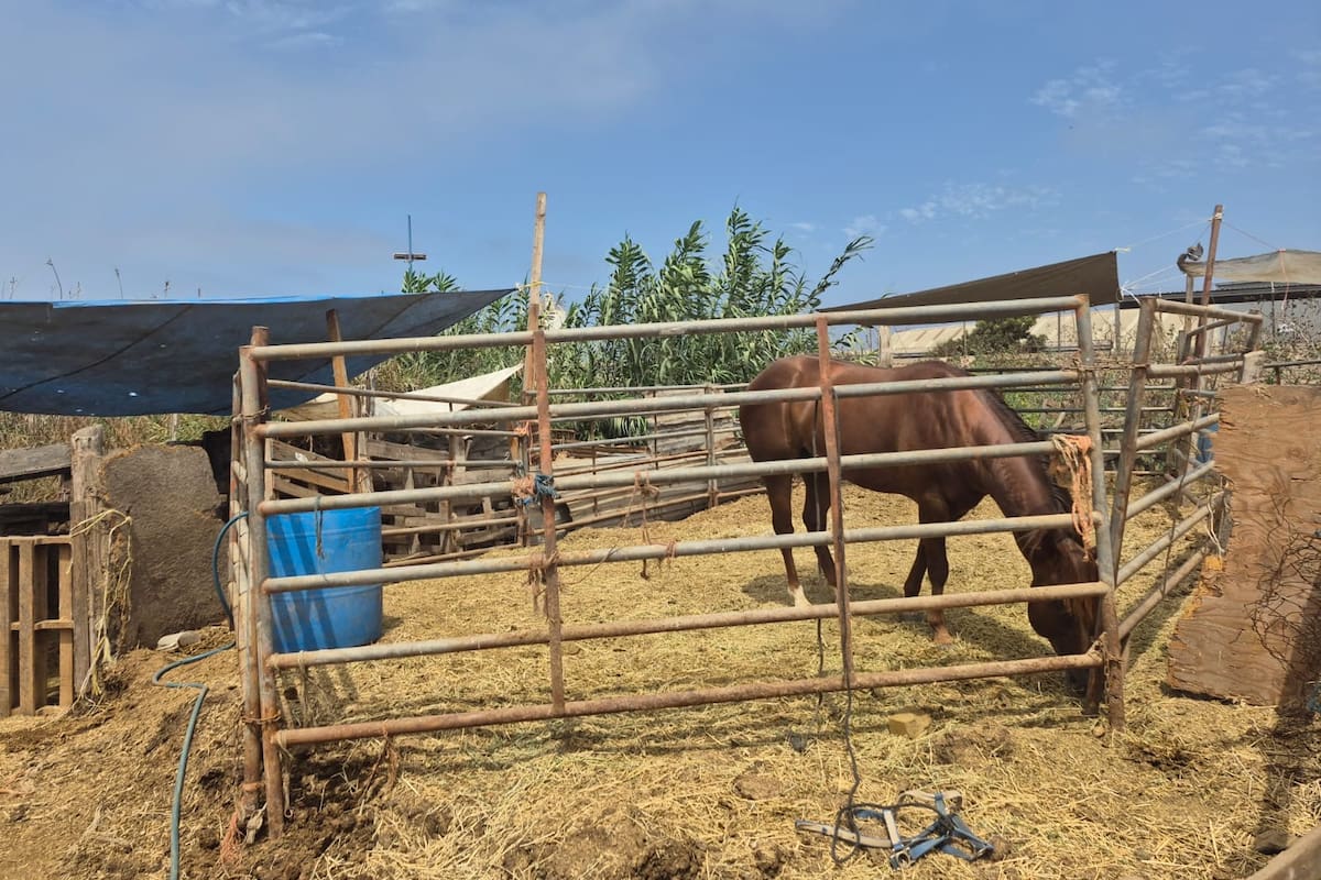 Propietaria busca recuperar caballos rescatados por desnutrición