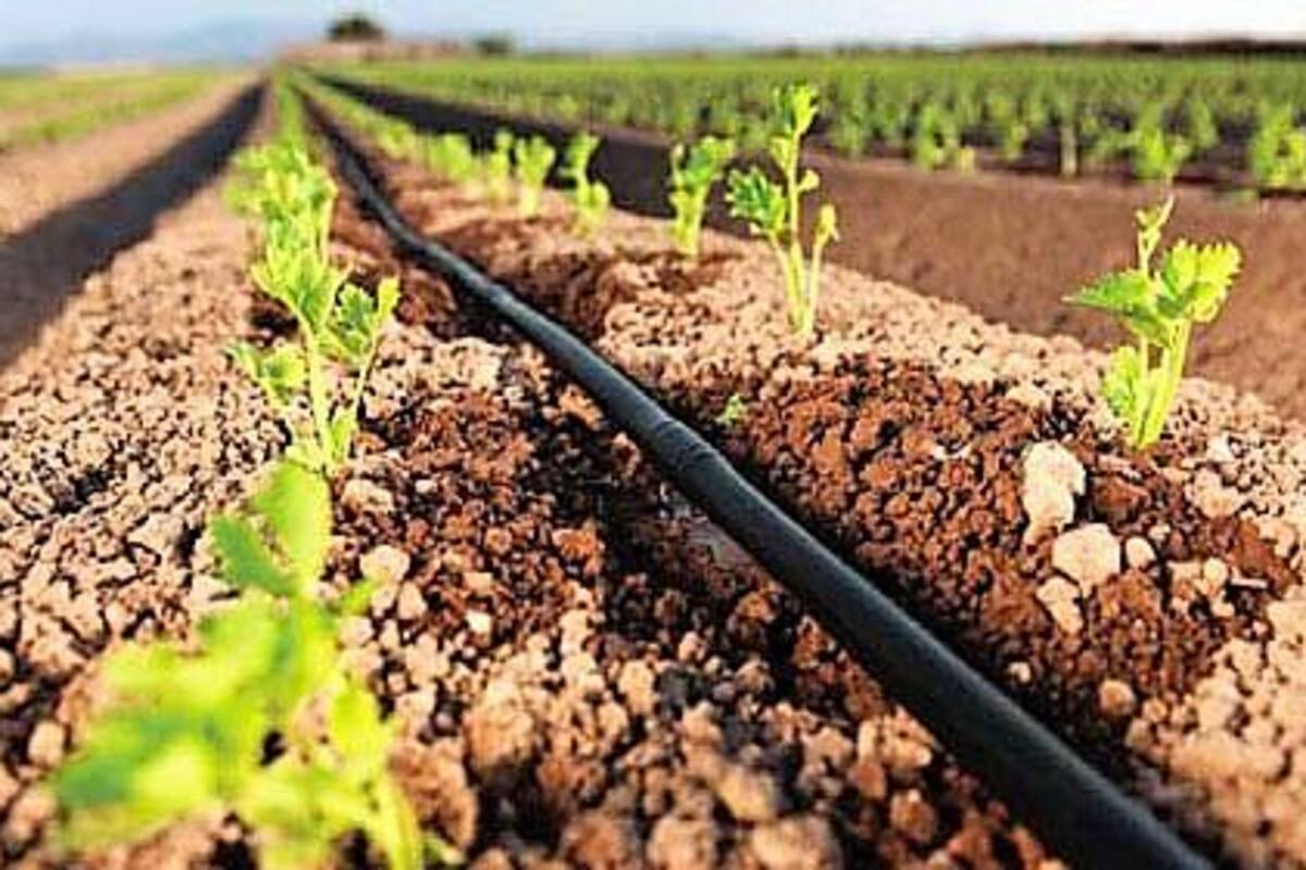 Generará Programa de Fomento a la Agricultura derrama superior a $18 mdp en Zona Costa