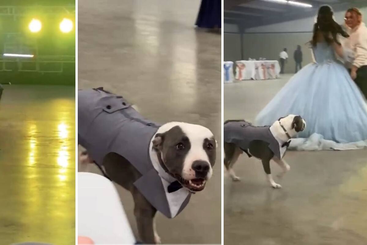 Perrito “chambelán” se vuelve viral en redes sociales