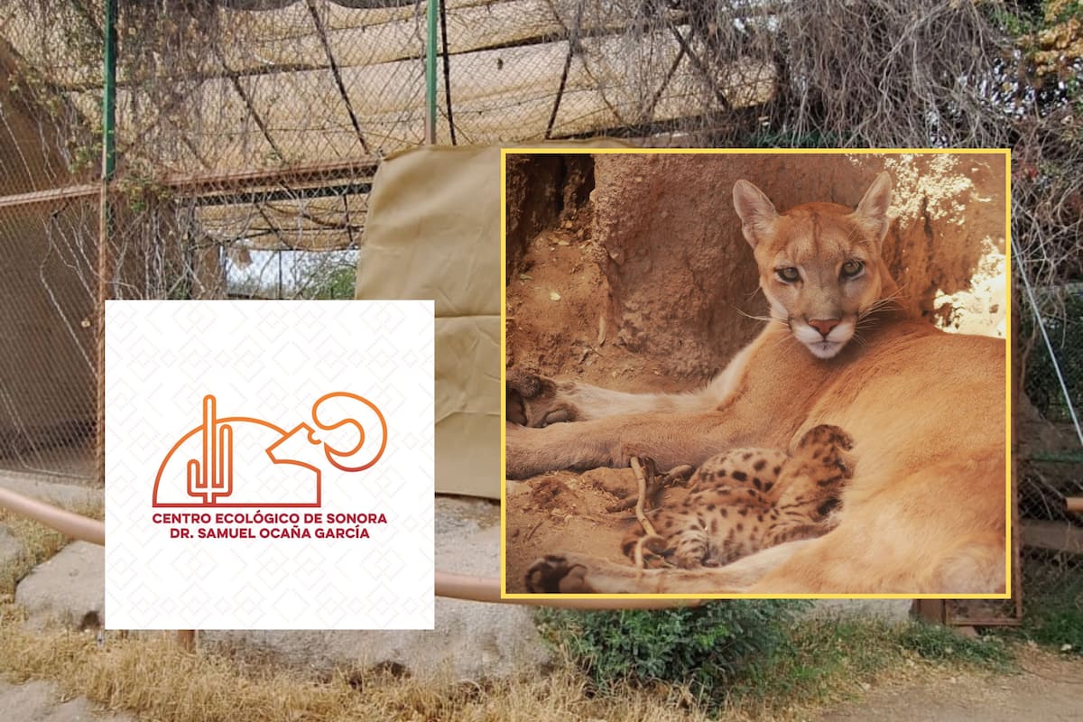 Alegría en el Centro Ecológico de Sonora: nacen tres crías de puma; así luce la nueva camada