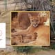 Alegría en el Centro Ecológico de Sonora: nacen tres crías de puma; así luce la nueva camada