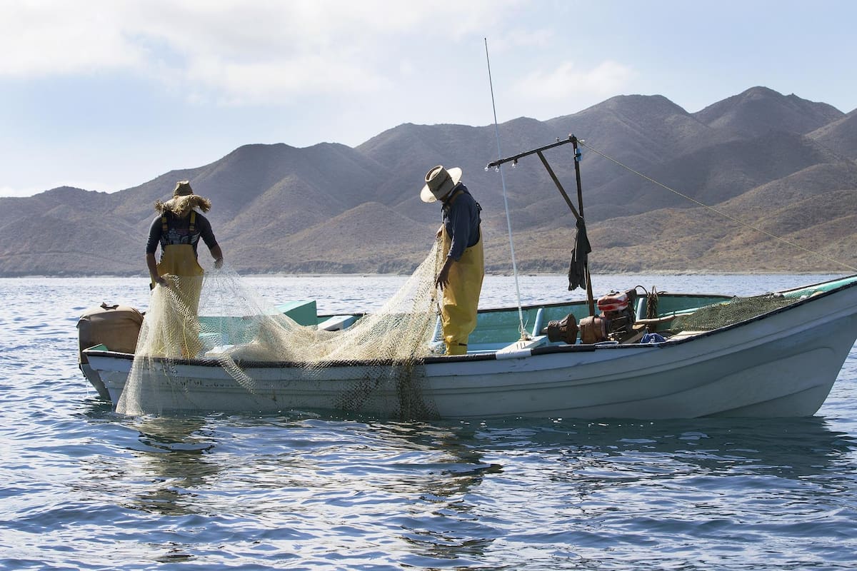 En pesca, Sonora es líder