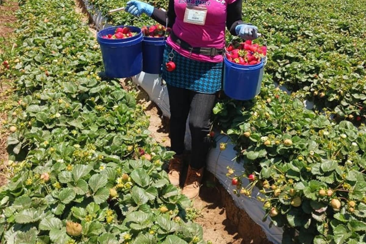 Foro en San Quintín busca visibilizar los derechos laborales de las trabajadoras del campo