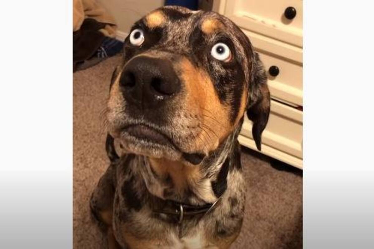 Perro se molesta con su dueño cuando habla de sus travesuras