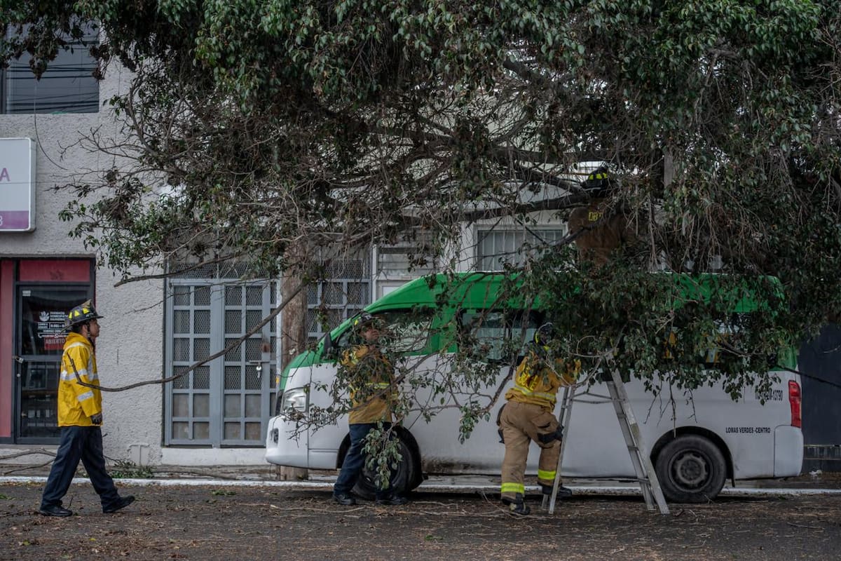 Árbol cae sobre taxi y jala cables eléctricos