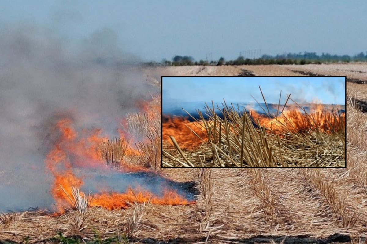 Llaman a evitar quema de gavilla ante inicio de trillas en el VY