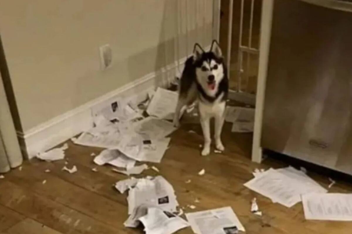 "¿Dónde lo he escuchado antes?": Profesor se vuelve viral porque su perro se comió la tarea de sus alumnos