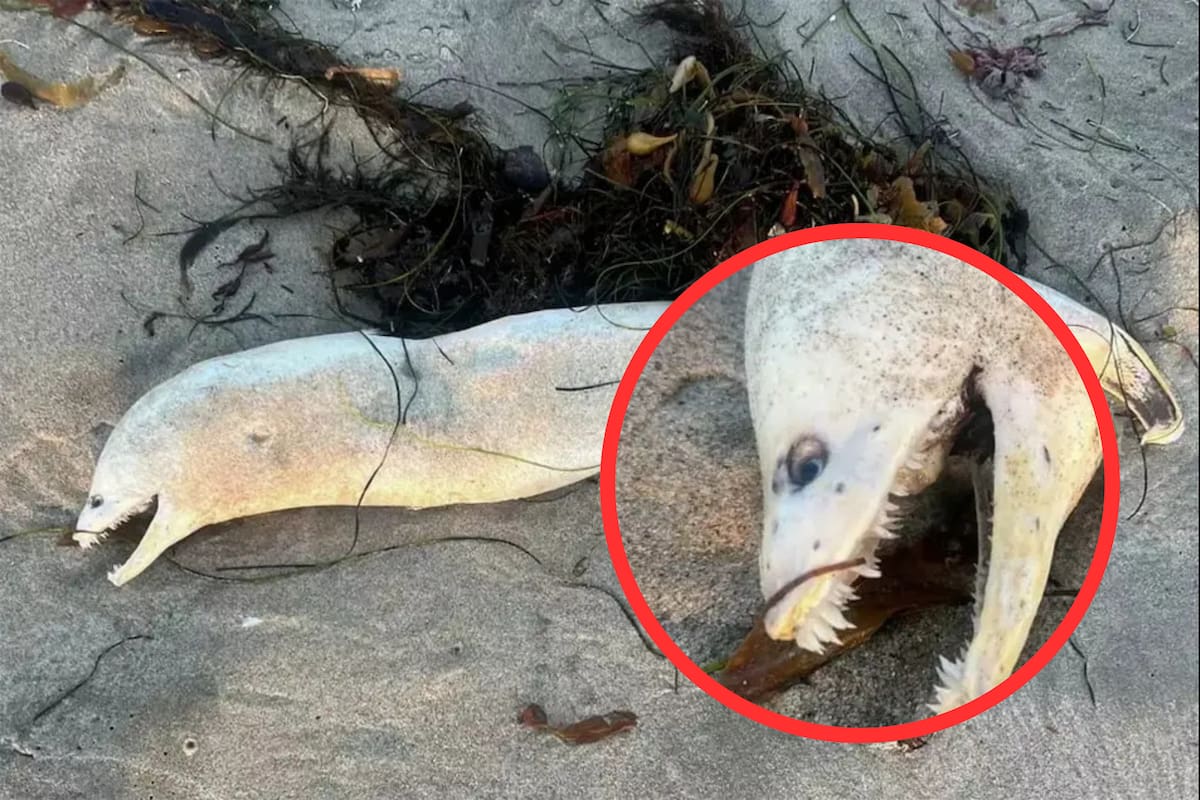 Aparece una criatura marina misteriosa espeluznante en las costas de EU: Con dientes ondulantes y un cuerpo pálido