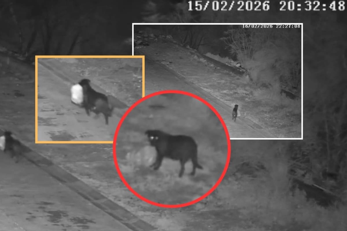 El insólito método para evadir la ley en Italia: un hombre entrenó a su perro para tirar bolsas de basura en la calle, pero es multado tras ser descubierto por las autoridades