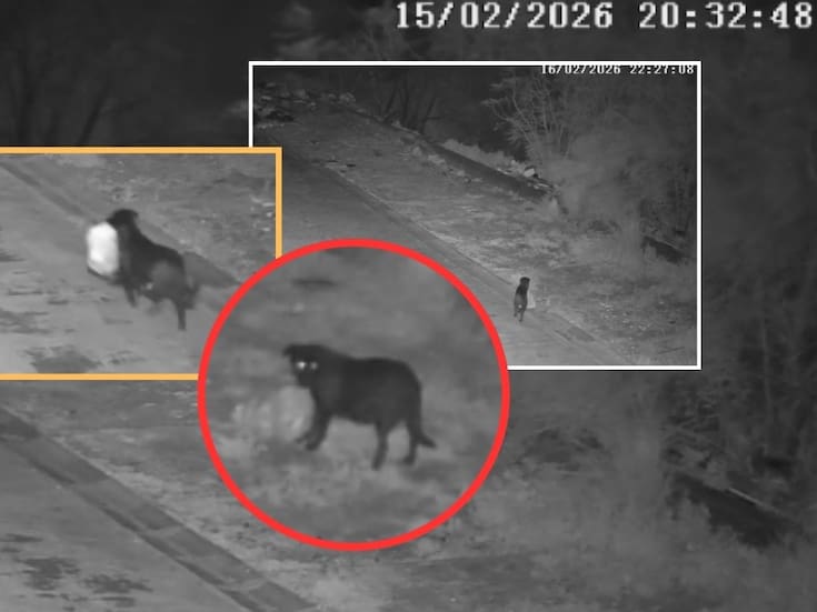 El insólito método para evadir la ley en Italia: un hombre entrenó a su perro para tirar bolsas de basura en la calle, pero es multado tras ser descubierto por las autoridades