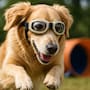 Miopía en perros: cuando las mascotas también necesitan usar gafas